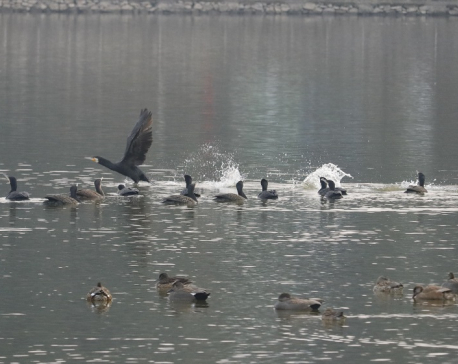 भक्तपुर मनोहरा क्षेत्रमा चरा गणना सुरू