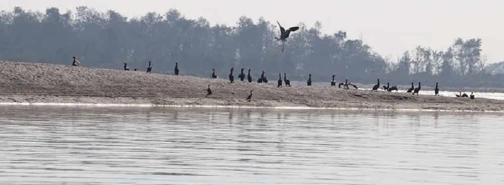 नारायणी नदी क्षेत्रमा ४१ प्रजातिका जलपक्षी भेटिए