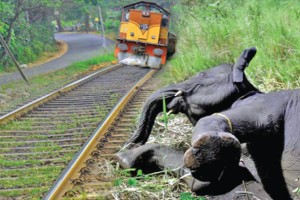 श्रीलङ्कामा यात्रुवाहक रेल ,हात्तीको बथान सँग ठोक्किँदा ६ वटा हात्ती मरे