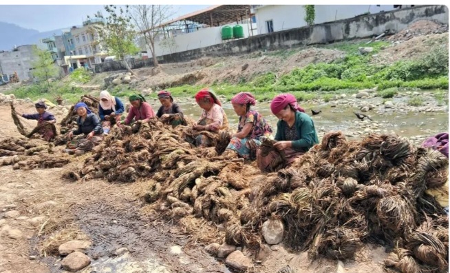 अल्लो उद्योगमा ३५ जना बढी महिलालाई रोजगार