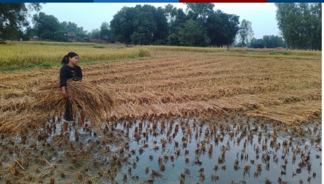 बेमौसमी वर्षाले धान बालीमा क्षति, किसान समस्यामा